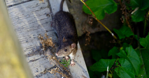 Rat en train de se déplacer sur un trottoir en ville