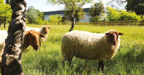 Moutons en écopâturage sur un espace vert à Cergy